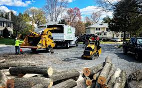 How Our Tree Care Process Works  in Wailua Homesteads, HI